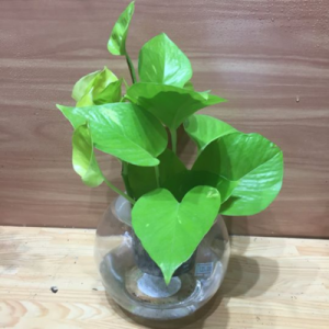 Aquatic Golden Betel Plant